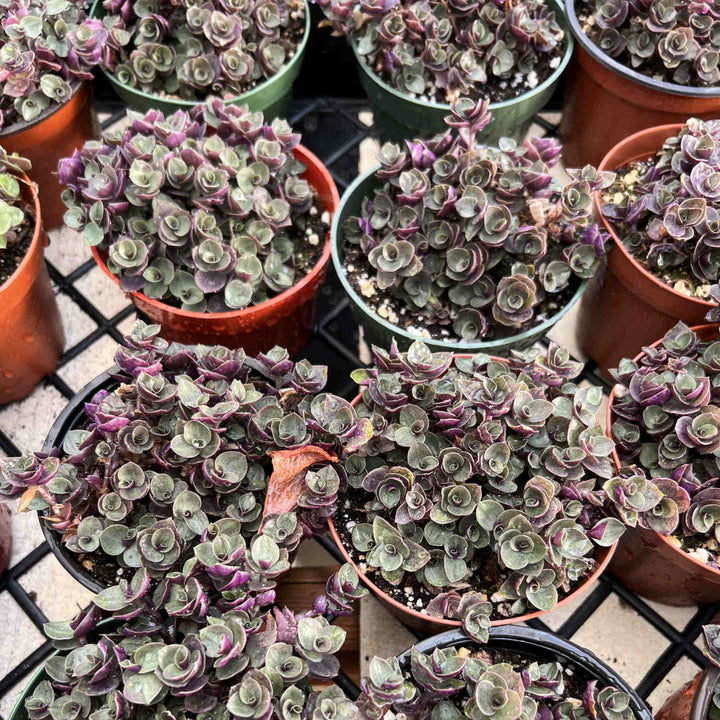 callisia-repens-sedum-for-sale