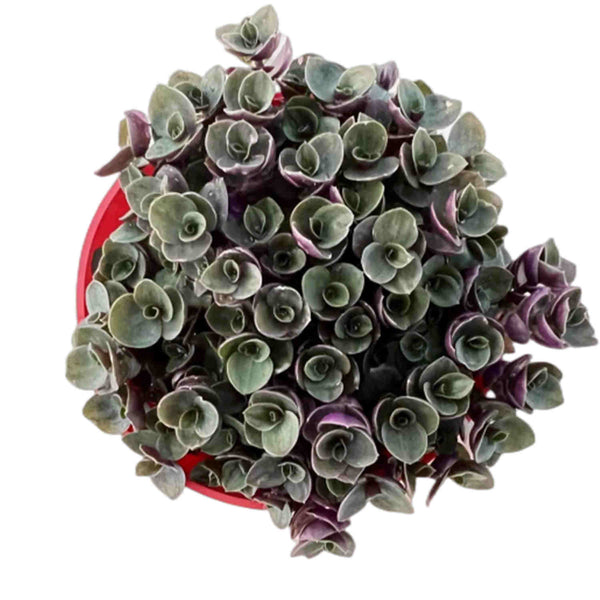 Callisia-Repens-Sedum