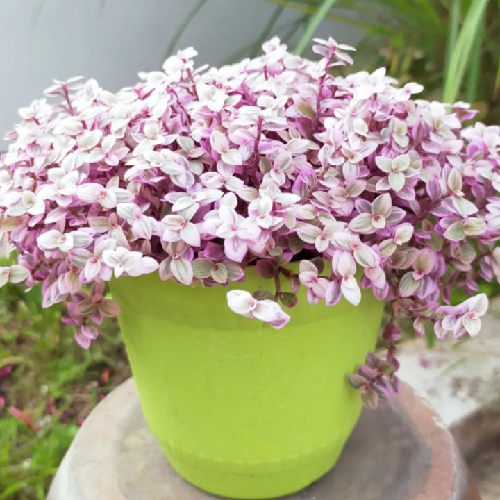 Callisia repens 'Pink Lady' grow in green pots outdoor garden decoration