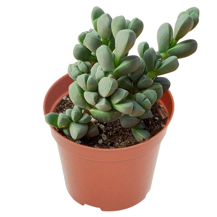 ice-plant-succulent