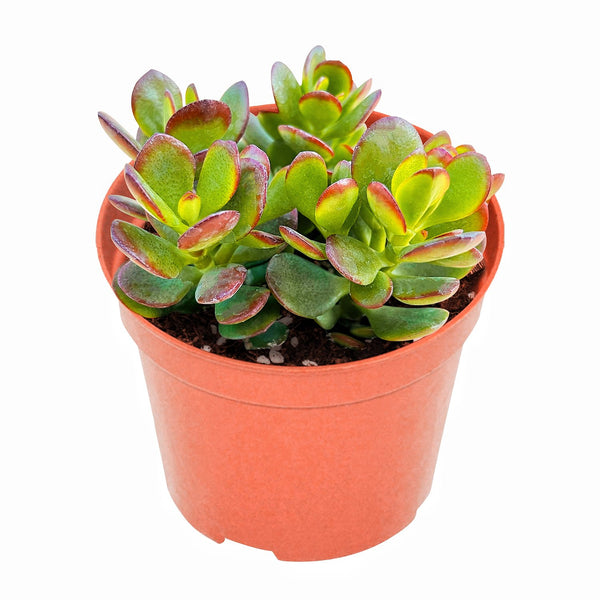 4-inch-crassula-ovata-crosby-s-compact-for-sale