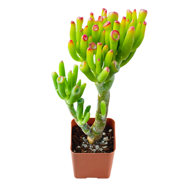 Crassula Ovata 'Gollum'