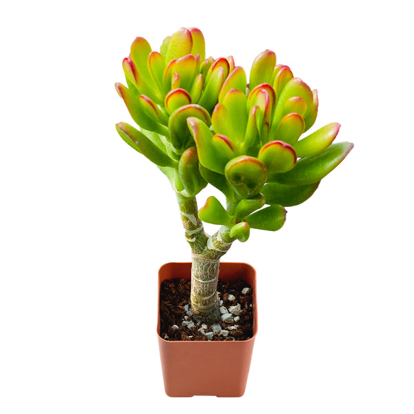 Crassula Ovata 'Hobbit'