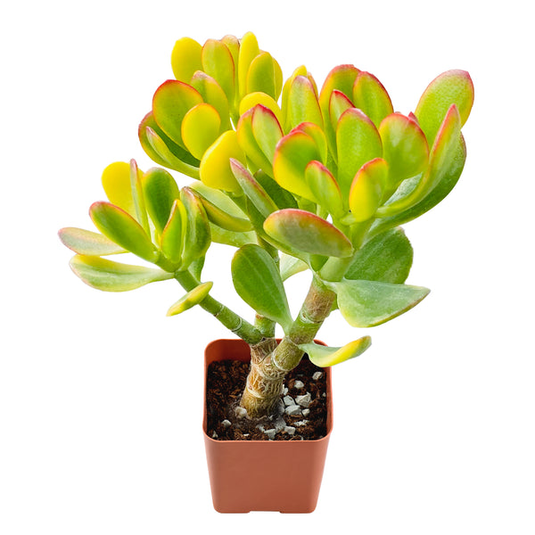 Crassula ovata cv. Lemon & Lime