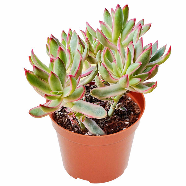 Crassula rubricaulis 'Candy Cane' (4 inch)