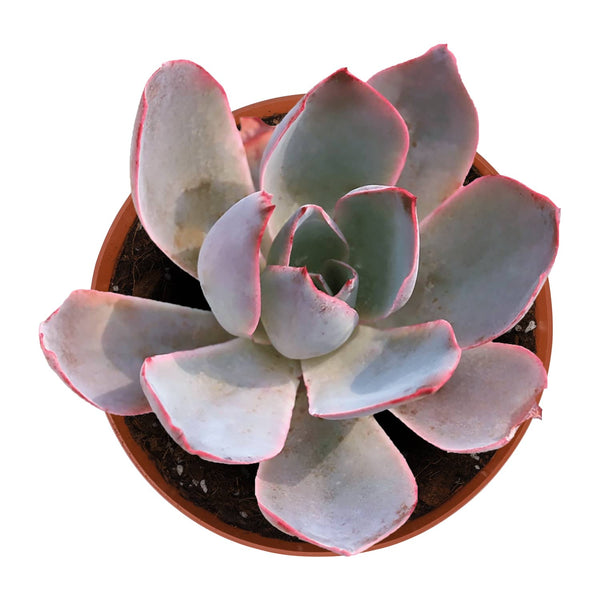 Echeveria Afterglow (6 inch)