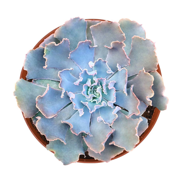 Echeveria Blue Curls (6 inch)