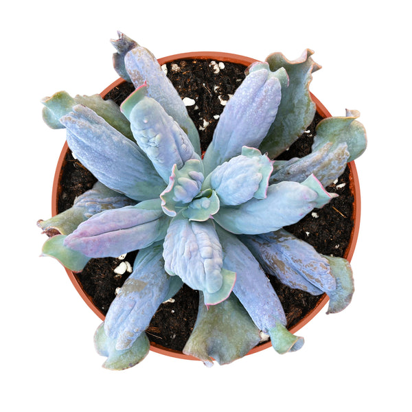 Echeveria-Culibra-4-inch