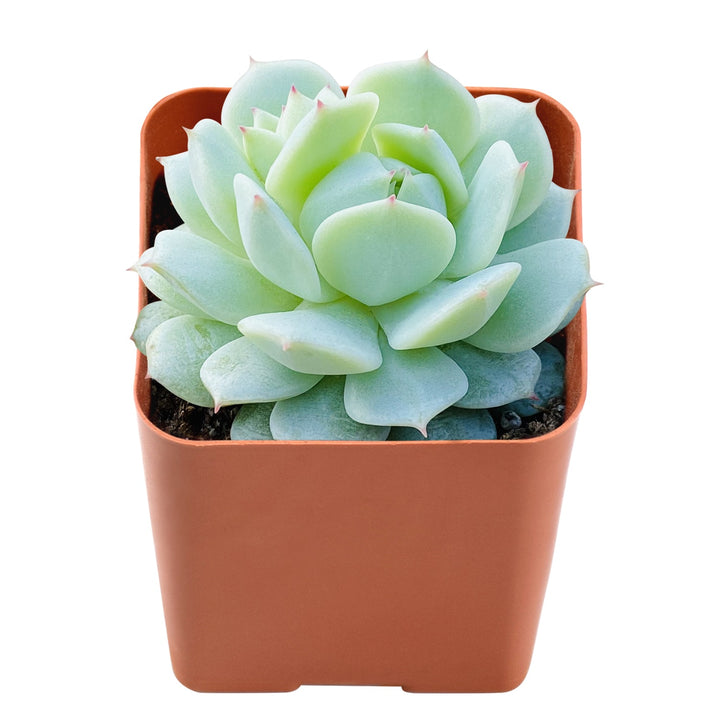 echeveria-derenbergii-hybrid