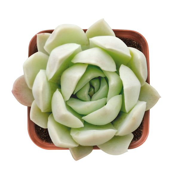 Echeveria Elegans Alba