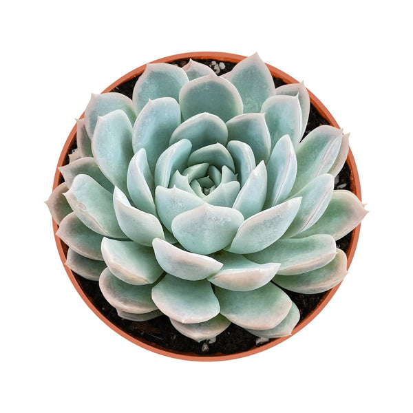 Echeveria Elegans (Mexican Snowball) (4 inch)