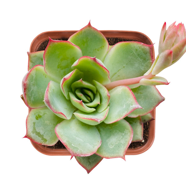 Echeveria Moon Gad varnish