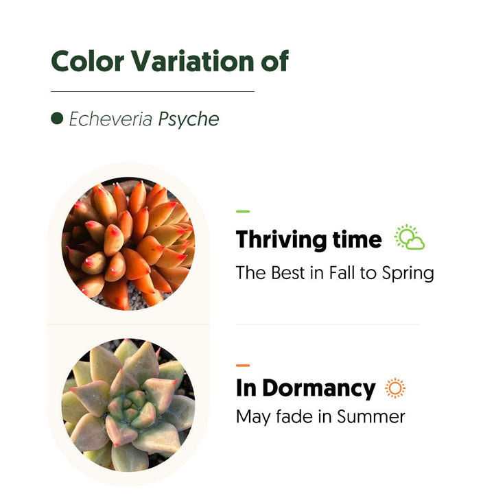 echeveria-psyche