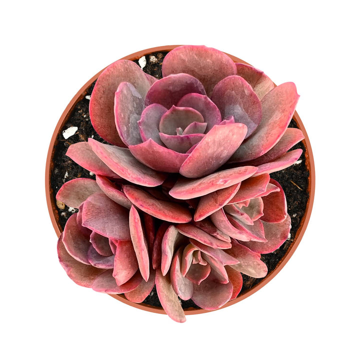 4-inch-echeveria-suyon