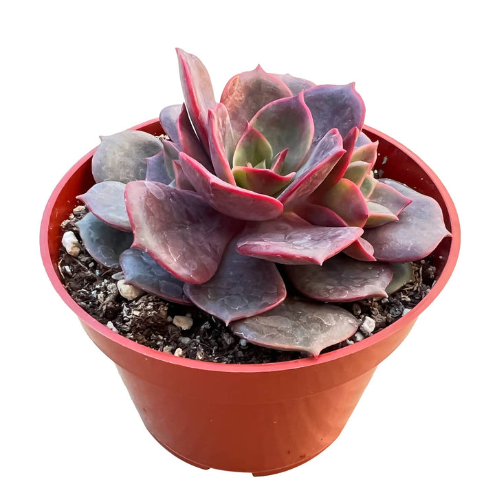 Echeveria The Next Gardener Red Robe (4 inch)