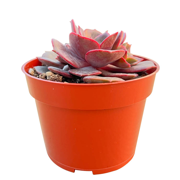 Echeveria The Next Gardener Red Robe (4 inch)