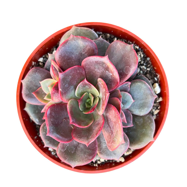 Echeveria The Next Gardener Red Robe (4 inch)