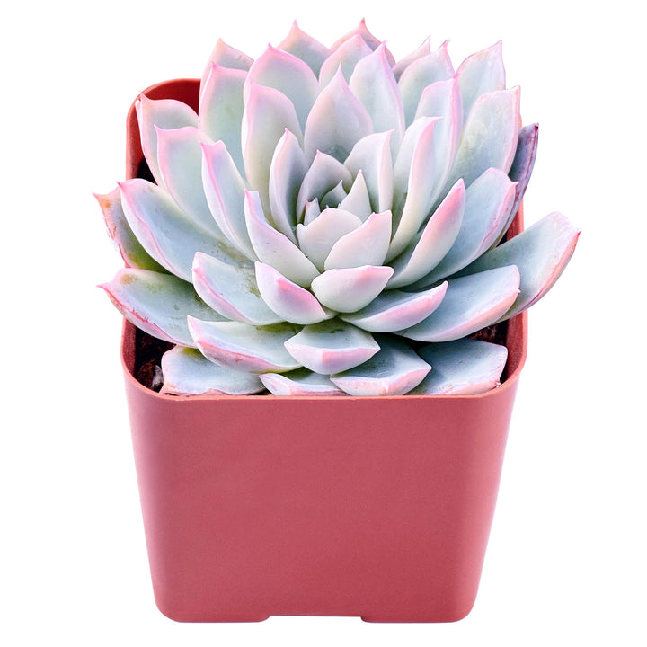 echeveria-violet-queen-purple-succulent