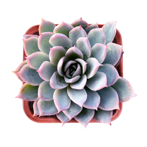 echeveria-violet-queen-for-sale