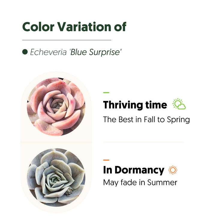 Echeveria 'Blue Surprise'