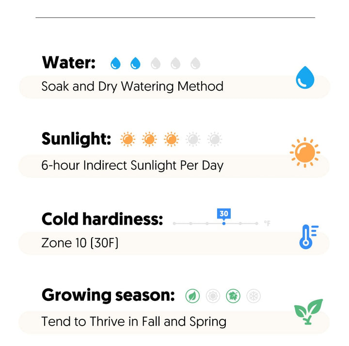 How to care for Echeveria 'Blue Surprise'