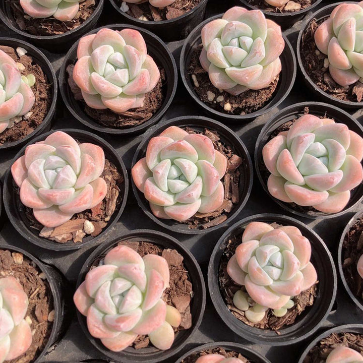 a-lot-of-echeveria-ice-green-for-sale