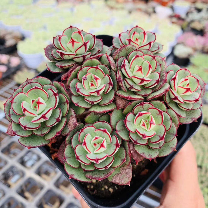 echeveria-joan-daniel