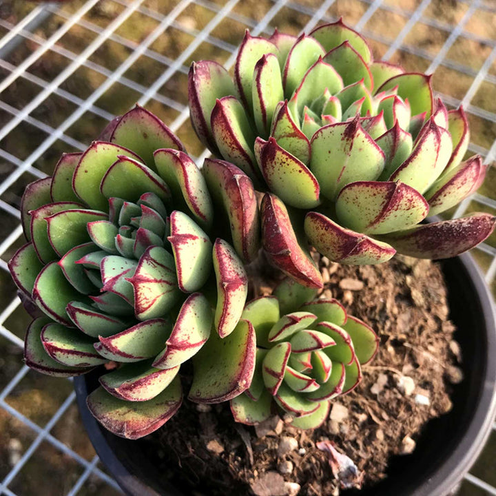 echeveria-joan-daniel