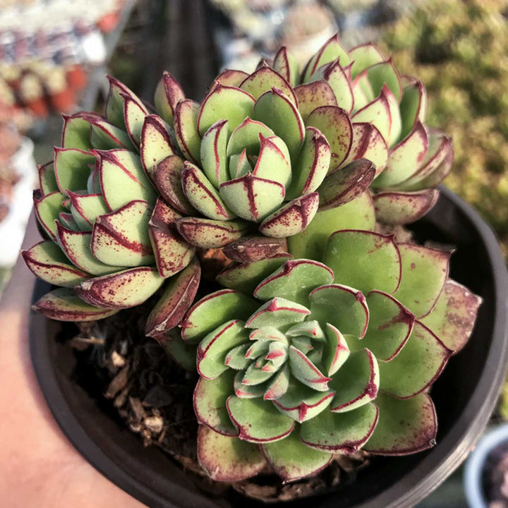 echeveria-joan-daniel