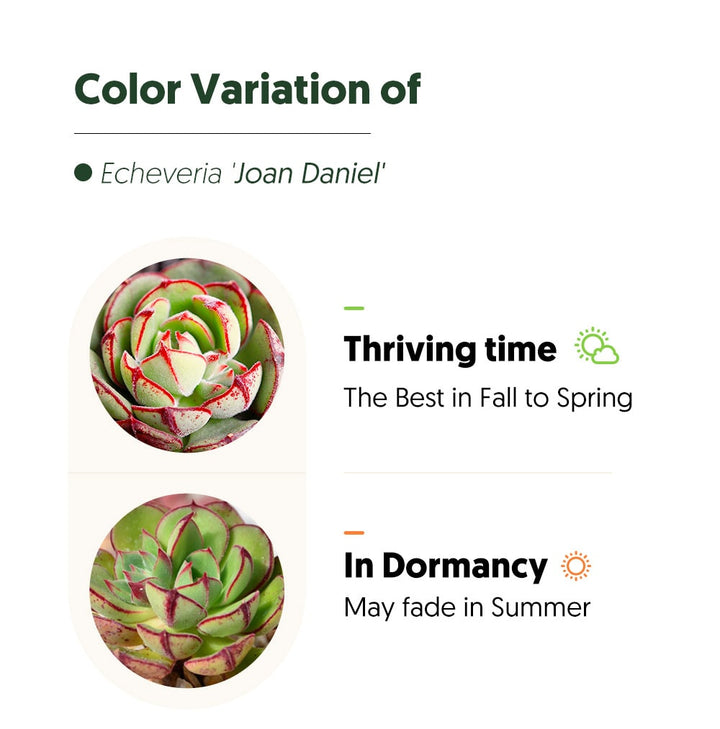 echeveria-joan-daniel