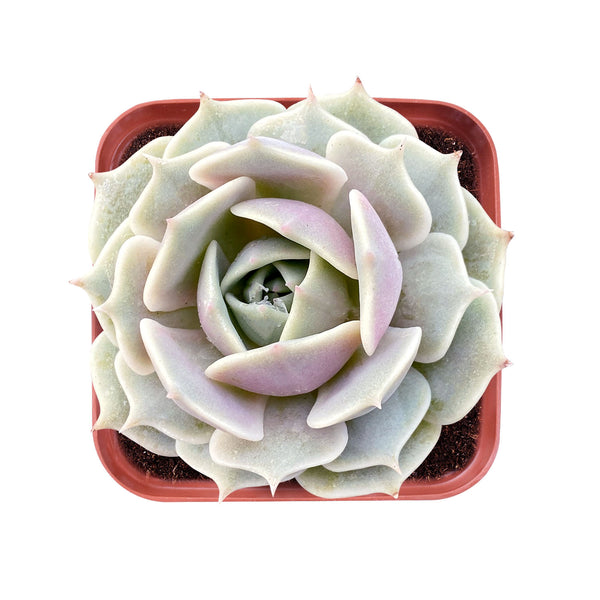 Echeveria 'Lola'