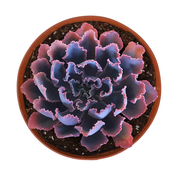 Echeveria 'Neon Breakers' (6 inch)