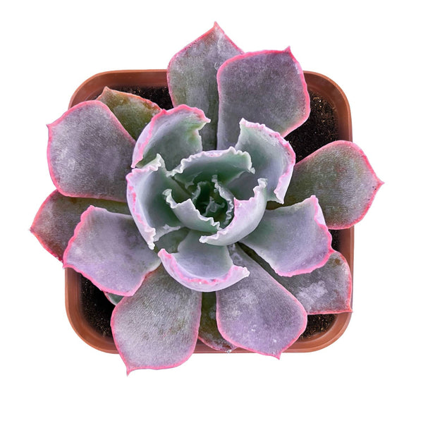 echeveria-neon-breakers-for-sale