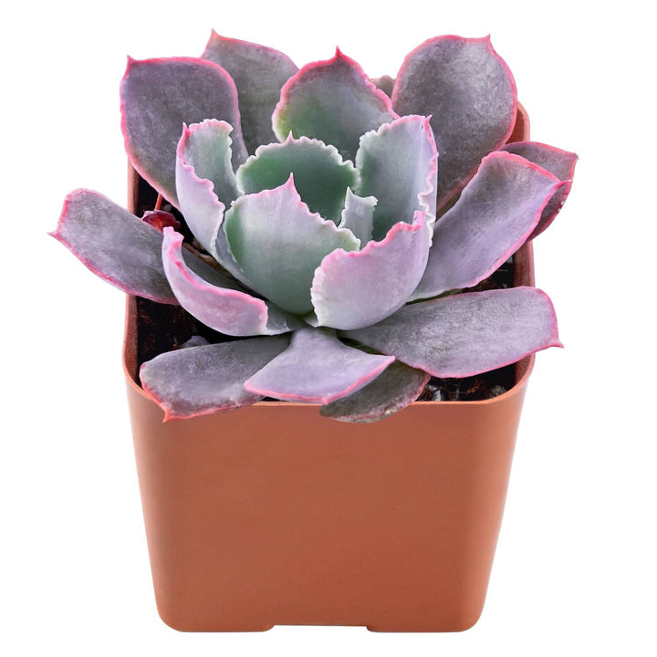 echeveria-neon-breakers-purple-succulent