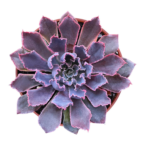 Echeveria 'Neon Breakers' (4 inch)