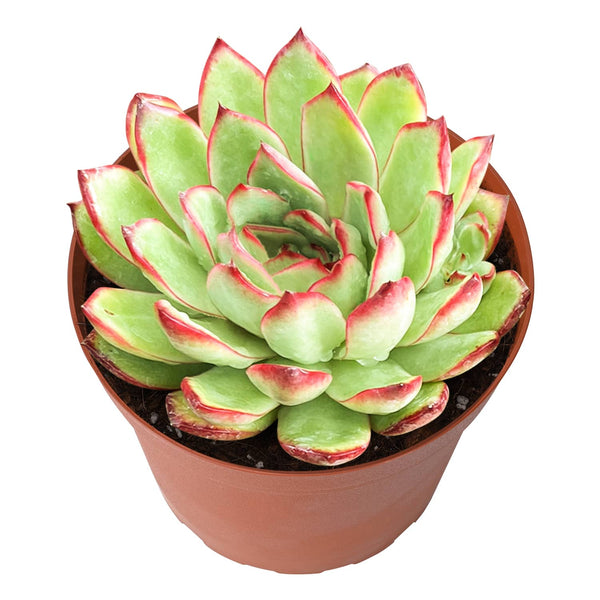 large-echeveria-puli-lindsayana