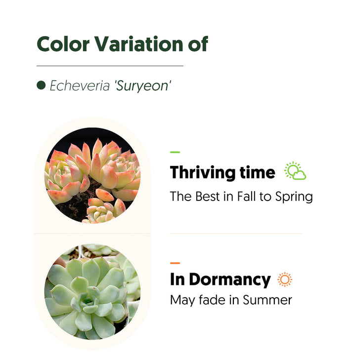 Echeveria 'Suryeon'