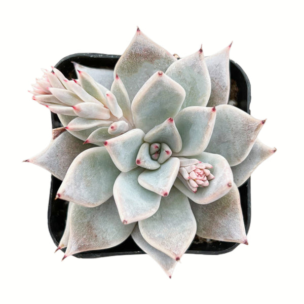 Echeveria Cuspidate 'Menchaca'