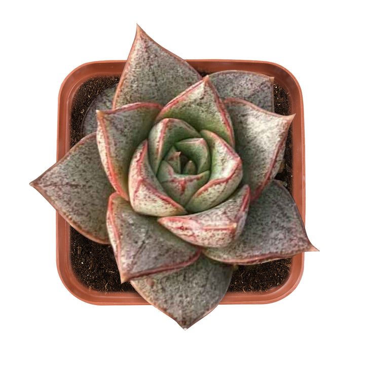 echeveria-purpusorum-2-inch-for-sale