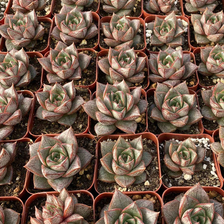 echeveria-purpusorum-for-bulk