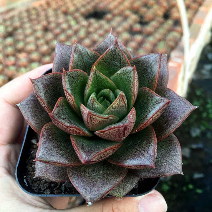 dark-echeveria-purpusorum