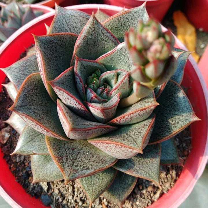 echeveria-purpusorum-and-succulent-flower