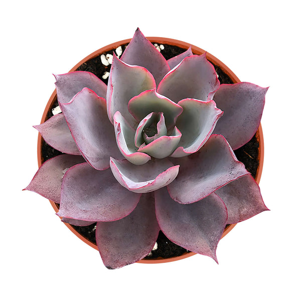 Echeveria Afterglow (4 inch)