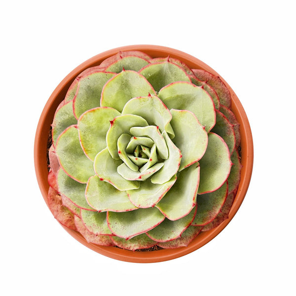 Echeveria Atlantis (6 inch)