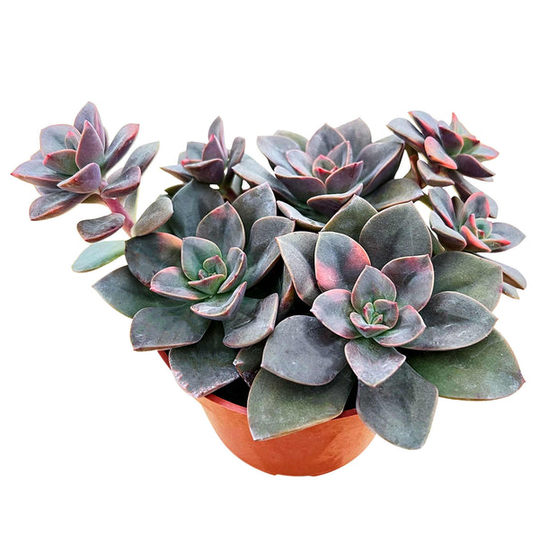 Echeveria Chroma Cluster (4 inch)