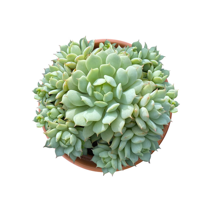 Echeveria Derenbergii Hybrid (4 inch)