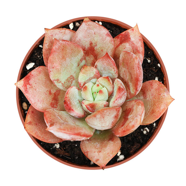 Echeveria Lala (4 inch)