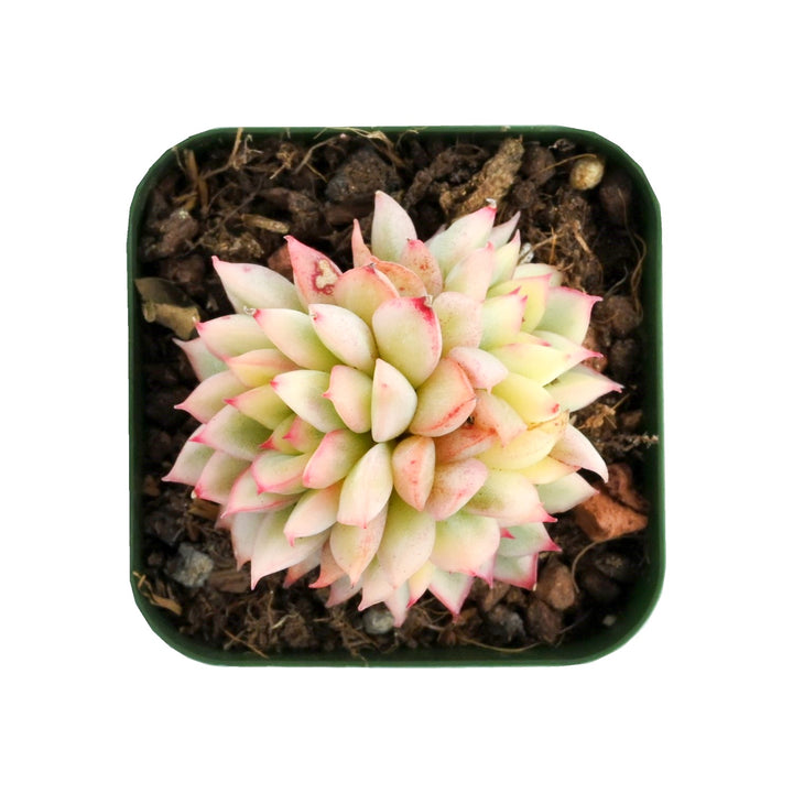 variegataed-echeveria-mebina-for-sale