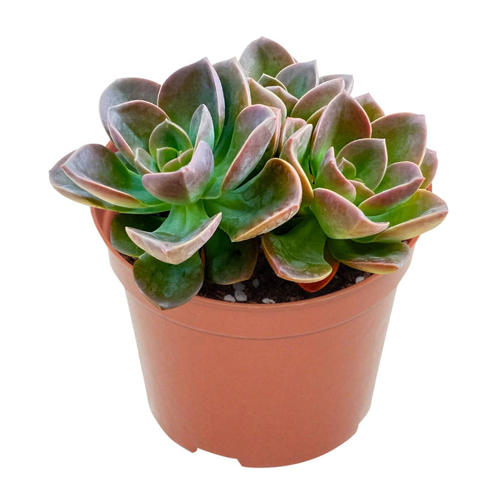 echeveria-melaco-4-inch-for-sale