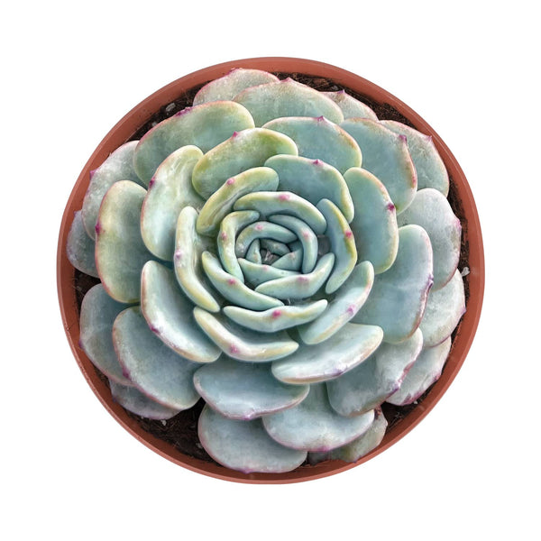 Echeveria Mont Blanc (6 inch)